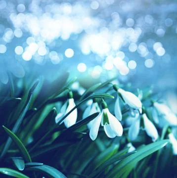Snowdrops Stock Illustration