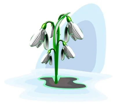Snowdrops Stock Illustration