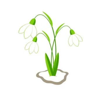 Snowdrops Stock Illustration