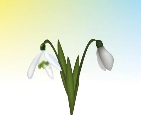 Snowdrops Stock Illustration