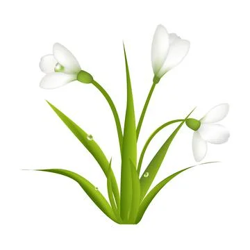 Snowdrops Stock Illustration