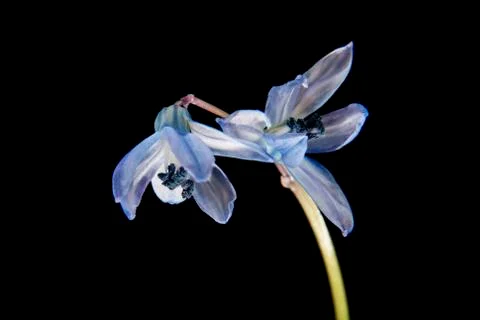Snowdrops isolated on a black background Stock Photos