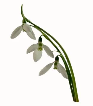 Snowdrops isolated Stock Photos