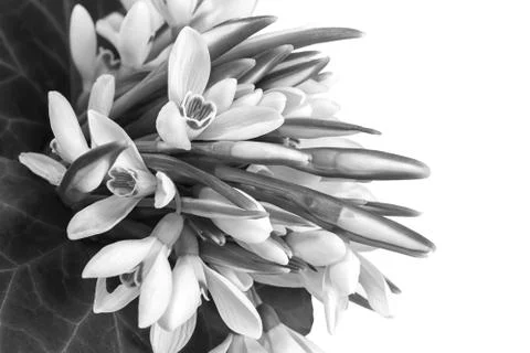 Snowdrops isolated on white background Stock Photos