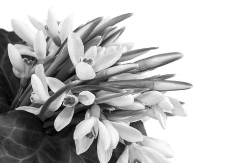 Snowdrops isolated on white background Stock Photos