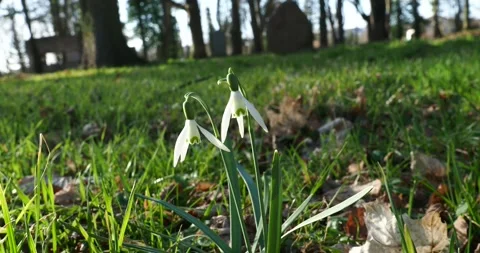 Snowdrops at Lapidarium on Sunny Early Spring Day with Birdsong Stock-Footage 344014926