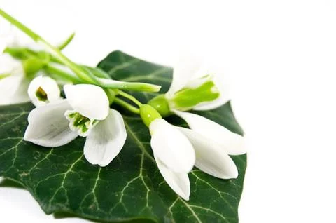 Snowdrops on leaf Stock Photos