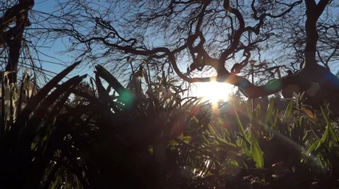 Snowdrops - Loop - Spring Flowers - 11 Vidéo 35969585