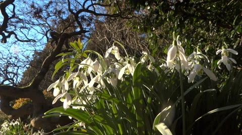 Snowdrops - Loop - Spring Flowers - 12 Vidéo 35971237