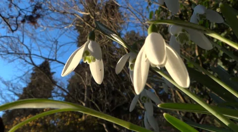 Snowdrops - Loop - Spring Flowers - 14 Vidéo 35972616