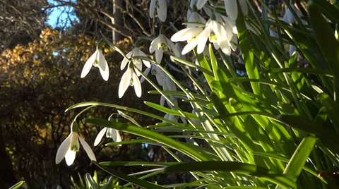 Snowdrops - Loop - Spring Flowers - 15 Vidéo 35973004