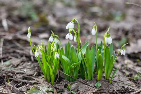 Snowdrops makes its way through snow and fallen leaves. First spring flowers  Stock Photos