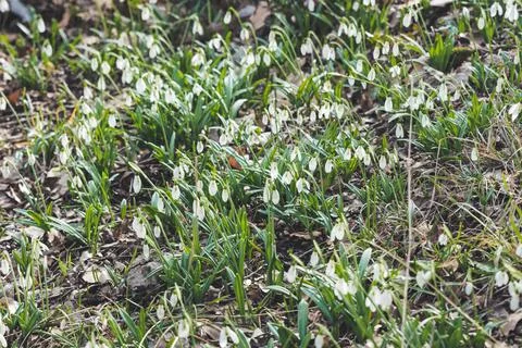 Snowdrops makes its way through snow and fallen leaves. First spring flowers  Stock Photos