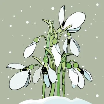 The snowdrops making their way through the snow, isolated on a pastel background Stock Illustration