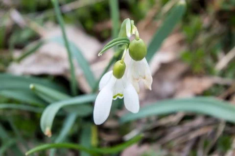 Snowdrops In The Meadow Closeup Stock Photos