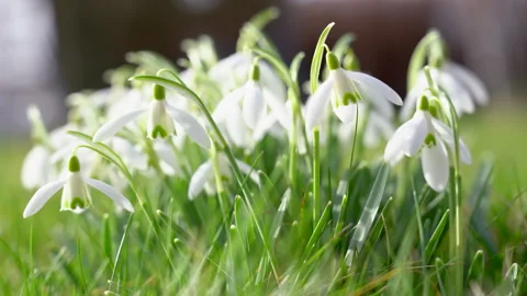 Snowdrops in meadow. Early spring flower and defocused nature background Stock Footage 300352932