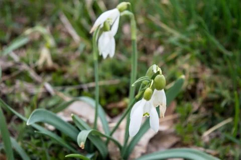 Snowdrops In The Meadow Stock Photos