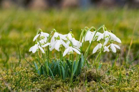 Snowdrops on the meadow Stock Photos