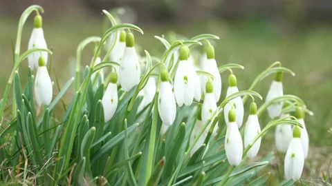 Snowdrops in meadow. Spring flower and defocused natural background. Stock Footage 150317222