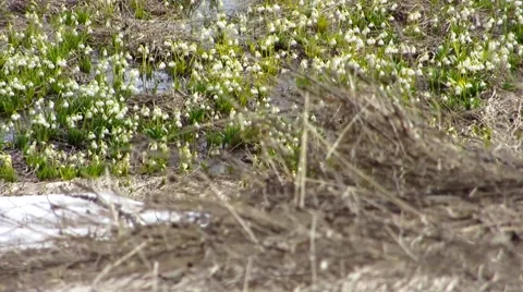 Snowdrops at Mirage Stock Footage 68725661
