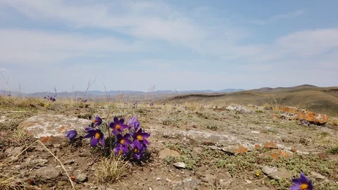 Snowdrops in the mountains Video stock 129751028