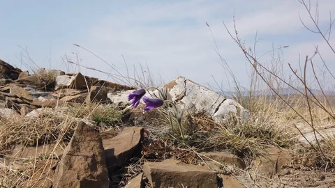 Snowdrops in the mountains Video stock 129789829