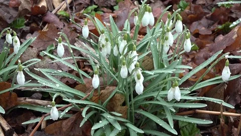 Snowdrops in nature Stock Footage 74060849