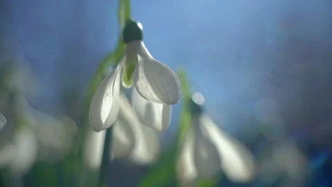Snowdrops in nature Stock Footage 150002383
