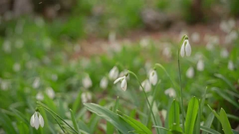 Snowdrops in nature Stock Footage 150002422