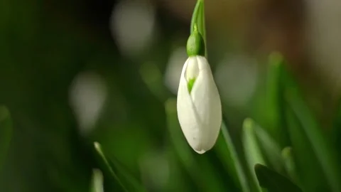 Snowdrops in nature Stock Footage 150002554
