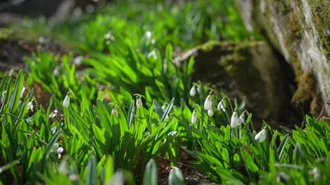 Snowdrops in nature Stock Footage 150002562