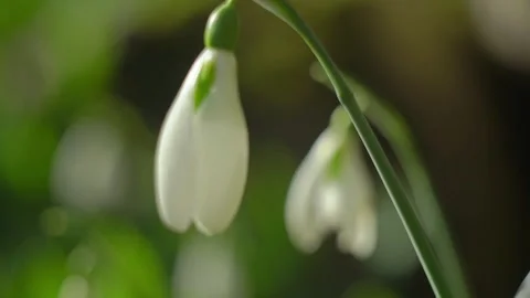 Snowdrops in nature Stock Footage 150002581