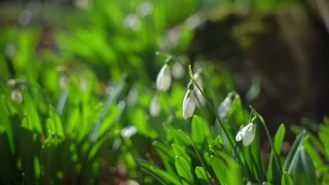 Snowdrops in nature Stock Footage 150002584