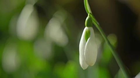 Snowdrops in nature Stock Footage 150002613