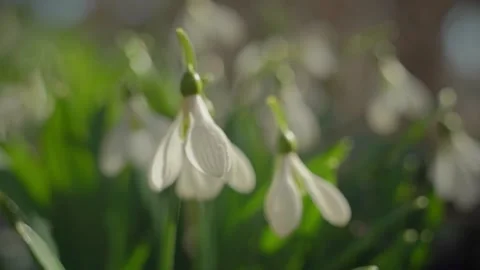 Snowdrops in nature Stock Footage 150002692