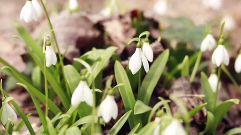 Snowdrops in nature Stock Footage 235380670