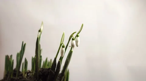 Snowdrops open up their blossoms Stock-Footage 46950598