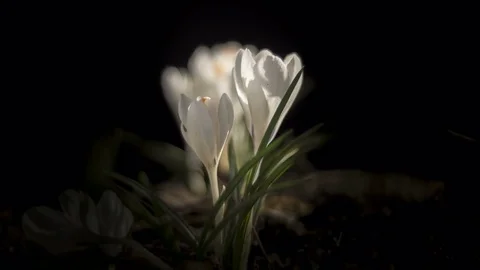 Snowdrops open up their blossoms Stock Footage 80955226