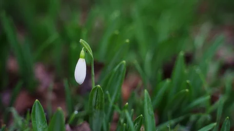 Snowdrops in the park in winter Stock Footage 102498192