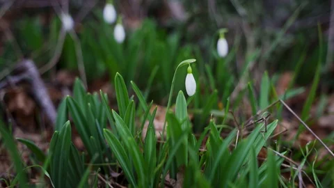 Snowdrops in the park in winter Stock Footage 102498595