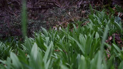 Snowdrops in the park in winter Stock Footage 102500319