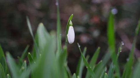 Snowdrops in the park in winter Stock Footage 102501228