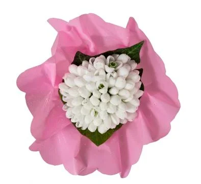 Snowdrops Foto stock