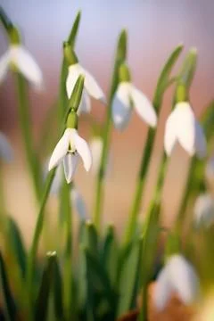 Snowdrops Photos