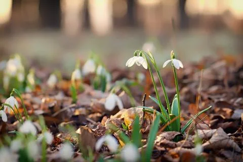 Snowdrops Photos