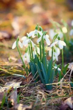 Snowdrops Photos
