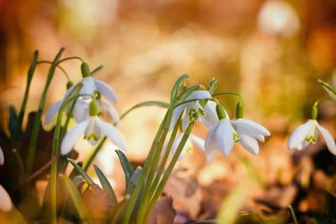 Snowdrops Photos