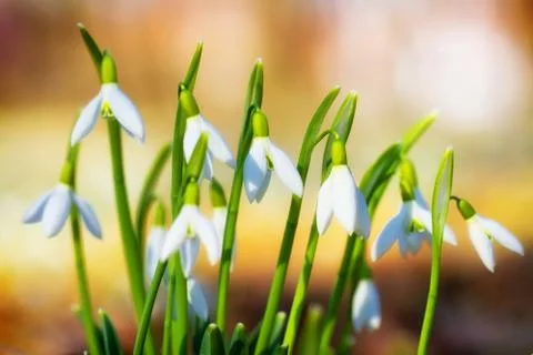 Snowdrops Foto stock