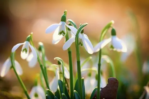 Snowdrops Foto stock