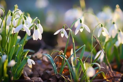 Snowdrops Photos